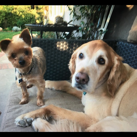 Meet your Posher, Robin - Picture 1 of 1